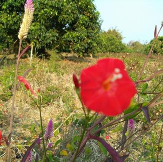 The garden